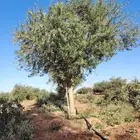 يوجد لدينا جميع انواع الاشجار لتوصل علا