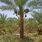 توريد وغرس نخيل عربي مثمر