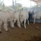 طليان حري ونجد للبيع بالمدينة المنورة