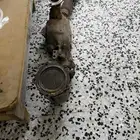 دبه بيئه مكسيما غير مفرغه