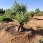 أشجار زيتون