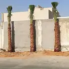 نخل واشنطن