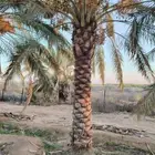 يوجد لدينا نخل عربي وشنطني