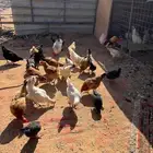 دجاج فرنسي وتركي 25 دجاجه وديكين شرط الصحه و البيض   و20 صوص