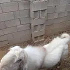 تيس فحل هولندي صحة شرط