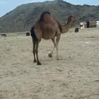 ناقه لقى للبيع