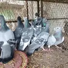 زواجل منتجه