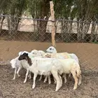 للبيع رخيل بلدي فواخر