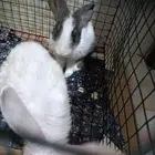 حيوانات ارنبين للبيع