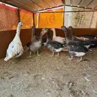 وز للبيع منتج ونظيف جدا