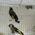 تم البيع الله يبارك الصاحبه بعدد ريشه