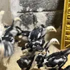 صوص شامو الماني هزاز
