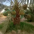 نخل مثمر نخل واشنطني