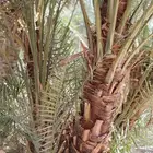 ابو ليان لنخيل المثمر هشيش صقعي منيفي مجدلة هلالي برحي سكري
