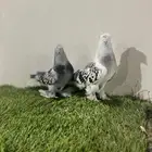 حمام تركي ثلجي(تم البيع)