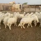 للبيع طليان حريه بوجد ذبح وتوصيل .
