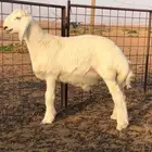 مشروع فحل صنف فاخر