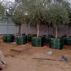 يوجد لديناء جميع انواع أشجار زيتون ونخل عربي ونخل زينه
