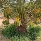 نخل مثمر للبيع خلاص صقعي برحي شيشي هلالي سكري