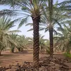 نخل للبيع بجميع انوعه ومقاساته جده مكه
