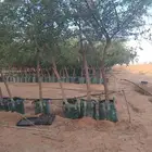 يوجد لدينا سدار