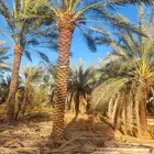 مقاول تنسيق حدائق مقاول تنضيف قصور مقاول نخل مقاول تزين ملحق