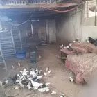 حمام طيور للبيع في الاحساء