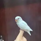 فرخ روز البينو