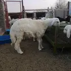 لا يفوتكم الزين طلي حري سمين العمر 7 اشهر مقفل شحم