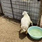 رخل للبيع ضهرها مقفل الراشدية 1