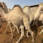 قعدان كفو زوجات ومبادي