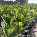 مشاتل الدمام تنسيق حدائ