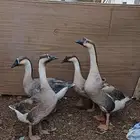 وز عراقي كوبرا