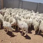 ضان حريات حرش مراح واحد حلال سرحه نظيف