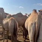 حاشي ساكني مرابي فوق ال5شهور اوزان 140الي 200