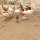 دجاج بلدي
