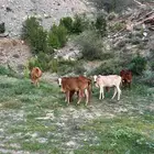 بقر بلدي