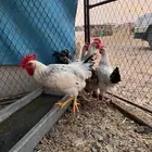 ديوك فرنسي كولمبيا