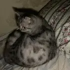 قطة اسكوتش للتبني