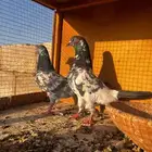 طبات تيدي بيور للبيع