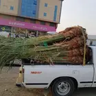 يوجد لدينا جميع انواع النخيل المثمره وجميع المقاسات المختلفة