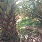 نخل روثانا مثمر