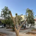 تقليم الاشجار الزيتون والاشجار الزينة