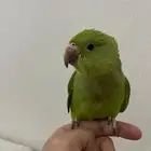 السعر 400