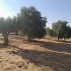 زيتون نبالي بسعر مناسب جدان زيتون نبالي جميع الاشكال