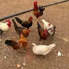 جيزان طناطن