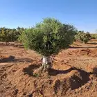 شجره الزيتون المعمر احجام مختلفه