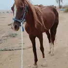 حصان شعبي