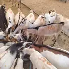 تيوس صومالية جذعان مرابي لحم زين وطيب