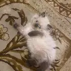 كتن هيمالايا